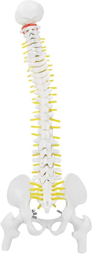 Allecto Plus - Flexibel Wetenschappelijk Spine Model 38cm met Verwijderbare Rollen en Plastic Base voor Orthopedische Studie en Onderwijs